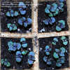 Thumbnail #3 of Ocimum basilicum by gardenlemur