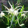 Thumbnail #3 of Hymenocallis latifolia by Dirus