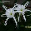 Thumbnail #4 of Hymenocallis latifolia by DiamondD