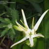 Thumbnail #5 of Hymenocallis latifolia by turektaylor