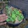 Thumbnail #1 of Artemisia vulgaris by Michaelp