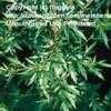 Thumbnail #3 of Artemisia vulgaris by fhiggins