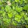 Thumbnail #5 of Artemisia vulgaris by PurplePansies