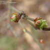 Thumbnail #5 of Vaccinium angustifolium by creekwalker