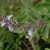 Thumbnail #5 of Vitex trifolia by htop