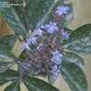 Thumbnail #4 of Vitex trifolia by salvia_lover