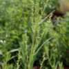 Thumbnail #4 of Artemisia dracunculus by Zaragoza