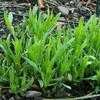 Thumbnail #2 of Artemisia dracunculus by TuttiFrutti