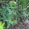 Thumbnail #3 of Artemisia dracunculus by PurplePansies