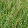 Thumbnail #4 of Rumex scutatus by saya