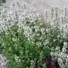 Thumbnail #2 of Thymus vulgaris by poppysue