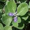 Thumbnail #4 of Vitex trifolia subsp. litoralis by htop