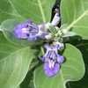 Thumbnail #5 of Vitex trifolia subsp. litoralis by htop