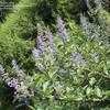 Thumbnail #2 of Vitex trifolia subsp. litoralis by nifty413