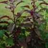 Thumbnail #4 of Amaranthus cruentus by artemiss