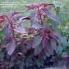 Thumbnail #3 of Amaranthus cruentus by artemiss