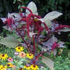 Thumbnail #5 of Amaranthus cruentus by tcs1366