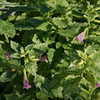 Thumbnail #4 of Calamintha grandiflora by Gabrielle