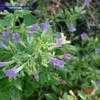 Thumbnail #2 of Calamintha grandiflora by jody
