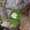 Thumbnail #4 of Hydrastis canadensis by Toxicodendron