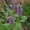 Thumbnail #2 of Agastache rugosa by Andrew60