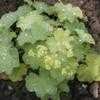 Thumbnail #2 of Alchemilla xanthochlora by davidwsmith