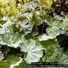 Thumbnail #1 of Alchemilla xanthochlora by Lilith