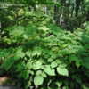 Thumbnail #5 of Aralia racemosa by Rickwebb