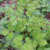 Thumbnail #4 of Aralia racemosa by humulus_lupulus