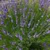 Thumbnail #2 of Lavandula x intermedia by RosinaBloom