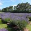 Thumbnail #4 of Lavandula x intermedia by RosinaBloom