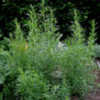 Thumbnail #2 of Artemisia dracunculoides by lehua_mc