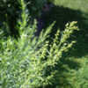 Thumbnail #3 of Artemisia dracunculoides by lehua_mc