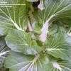 Thumbnail #1 of Brassica rapa var. chinensis by Michaelp