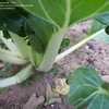 Thumbnail #4 of Brassica rapa var. chinensis by Farmerdill