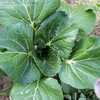 Thumbnail #5 of Brassica rapa var. chinensis by Farmerdill