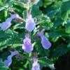 Thumbnail #1 of Teucrium chamaedrys by ladyannne