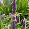Thumbnail #5 of Agastache  by growin