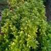 Thumbnail #1 of Ocimum basilicum by herbin