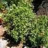 Thumbnail #2 of Ocimum basilicum by herbin