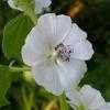 Thumbnail #2 of Althaea officinalis by poppysue