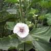 Thumbnail #3 of Althaea officinalis by poppysue
