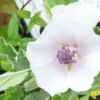 Thumbnail #4 of Althaea officinalis by Joy