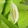 Thumbnail #1 of Spathiphyllum cannifolium by Monocromatico