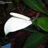 Thumbnail #3 of Spathiphyllum cannifolium by carambola