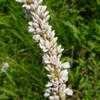 Thumbnail #5 of Persicaria pensylvanica by htop