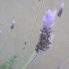 Thumbnail #3 of Lavandula dentata by Xenomorf