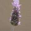 Thumbnail #5 of Lavandula dentata by Xenomorf