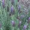 Thumbnail #2 of Lavandula dentata by jermainiac