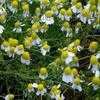 Thumbnail #2 of Matricaria chamomilla by Weezingreens